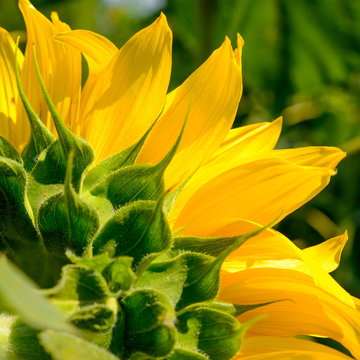 Close-up of Beautiful Bright Sunflower. Summer Flower Background.