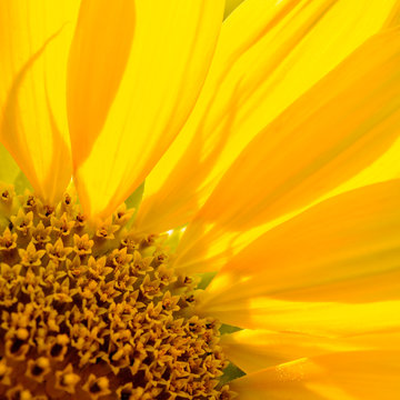 Close-up of Beautiful Bright Sunflower. Summer Flower Background.