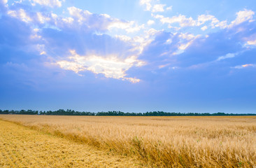 Obraz premium Beautiful Wheat Field under Blue Sky with Dramatic Sunset Clouds