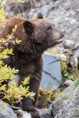 Fototapeta premium Bears in the Wild