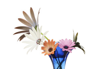 Daisy flower arrangement