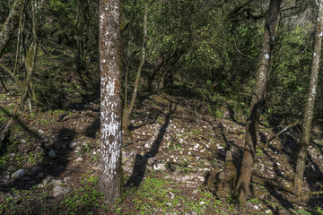 Latin American native forest