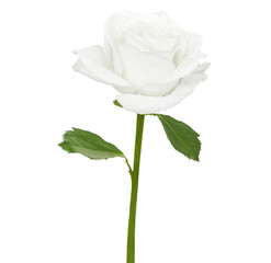 Tender white rose