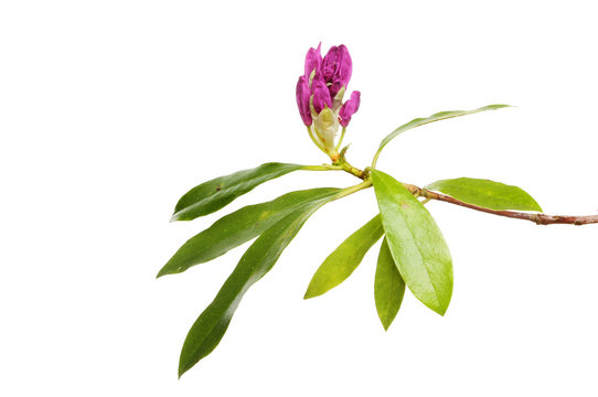 Rhododendron bud and leaves