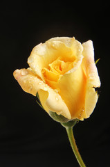 Yellow Rosebud against black