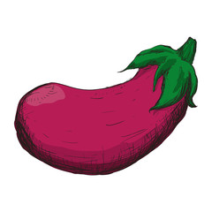eggplant sketch vegetable healthy food icon. Isolated and flat illustration. Vector graphic