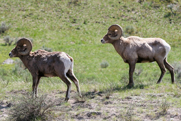 Big Horn Sheep