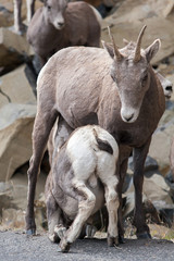 Baby bighorn nursing on mother