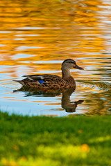 Duck on golden pond