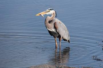 Great Blue Heron in water