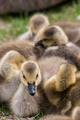 Geese goslings huddling in a group