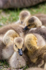 Geese goslings huddling in a group