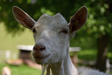 White goat on pasture, detail head