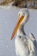 Pelican in snow