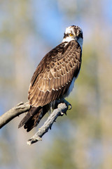 Osprey in tree