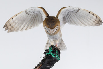 Barn owl on glove with wings open.