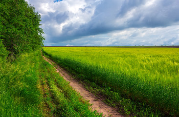 road along the field with wheat and beautiful clouds