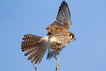 Kestrel perched on tree branch with wings open