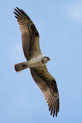 Osprey soaring in the sky