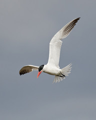 Caspian tern (Hydroprogne caspia)