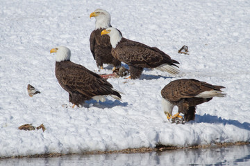 Bald Eagels in the snow with fish carcasses around