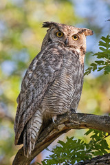 Great Horned Owl adult female sitting in tree