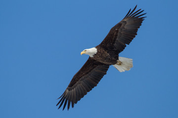 Fototapeta na wymiar Bald Eagle soaring through the sky