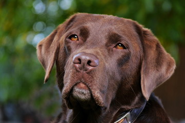 Kopf von braunem Labrador, Portrait