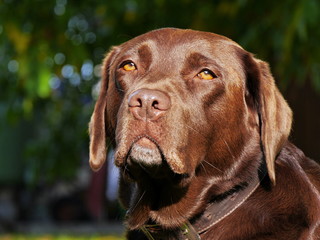 Kopf von braunem Labrador, Portrait
