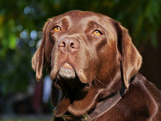 Kopf von braunem Labrador, Portrait