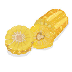 Corn on the cob kernels isolated