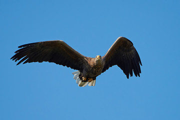 White-tailed eagle (Haliaeetus albicilla)