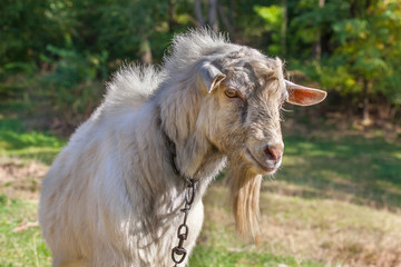 Obraz premium gently goat portrait