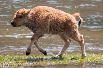 Baby bison playing in the water