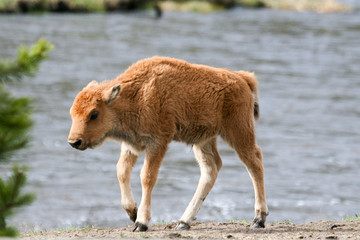 Bison calf grazing © Wesley Aston