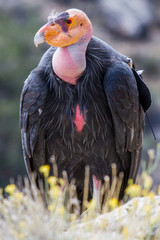 California Condor