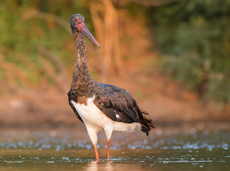 Black Stork