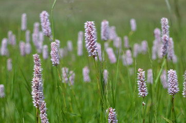 Field of pink wildflowers in a green meadow in springtime