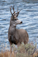 Mule deer in the wild