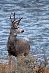 Cat and mouse nose to nose