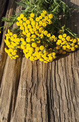 Rainfarn Blütenköpfe - Tanacetum vulgare - auf altem Treibholz / Holz Brett, Hintergrund, Textfreiraum