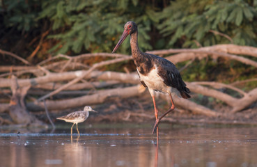Black Stork