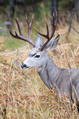 Mule deer in the wild