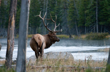 Fototapeta na wymiar Elk in the wild