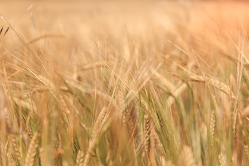 abstract blurred background of wheat ears full screen. 