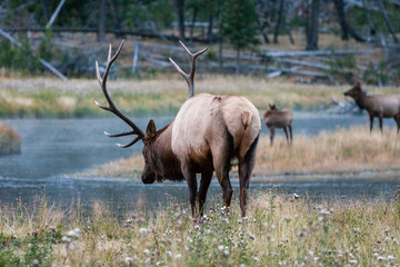 Elk in the wild