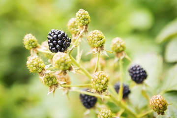 Branches of berries of blackberry in the summer in a garden. Harvest background