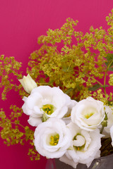 White tulip gentians and alchemilla mollis on pink