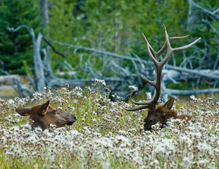 Elk in the wild