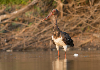 Black Stork